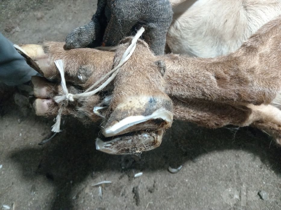 Qo'y yungini olamiz apparatta sifatli qirqib beramiz