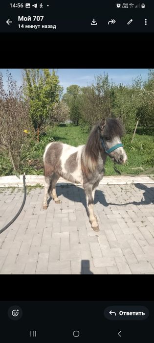 Продается Кобылка Шетлендская Пони 1.4