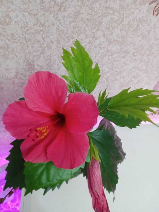 гибискусы разных расцветок
