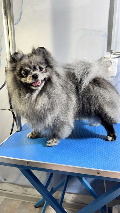 Шпиц кобель вязка