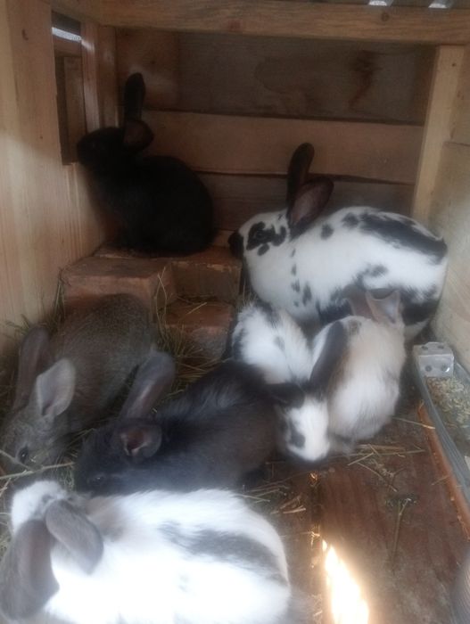 Продам кролчиху с кролчатами и Крола