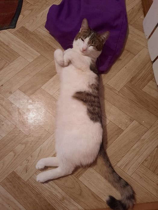 Отдам молодого котика