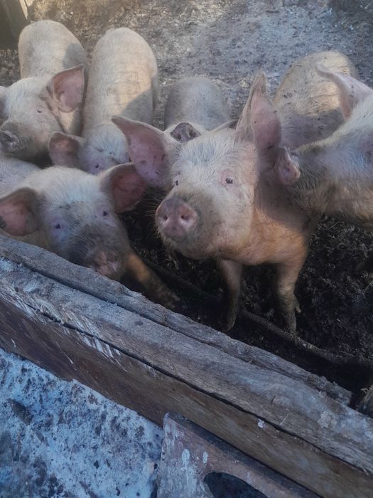 Продам свиней 6 мес
