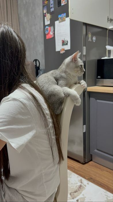 Продам котенка шиншила