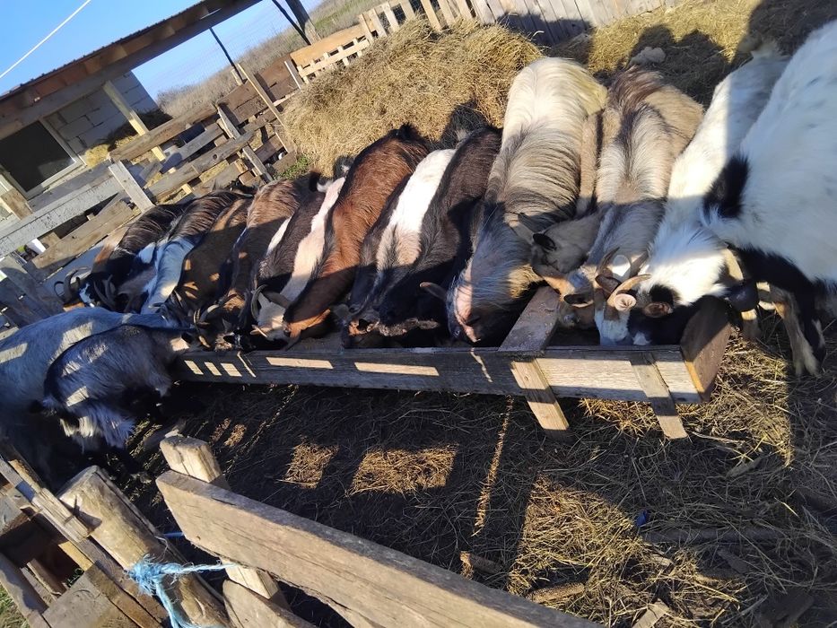 Capre gestante  tinere