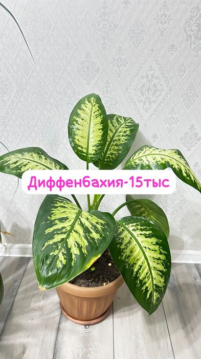 Молочай,Женское счастье, Диффенбахия, Пелея,Аглаонема