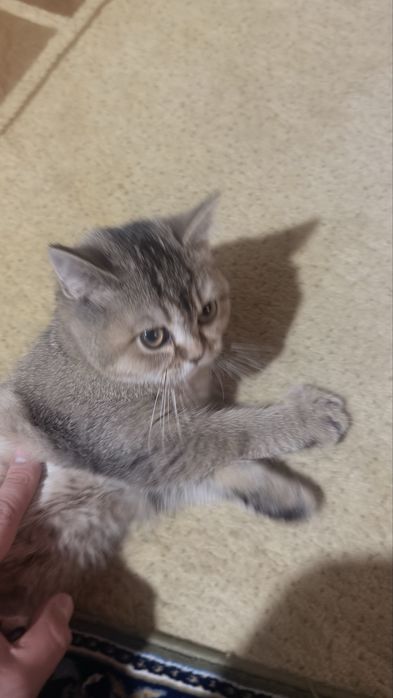 Британский золотой шиншилла тозза конли парода тозаси