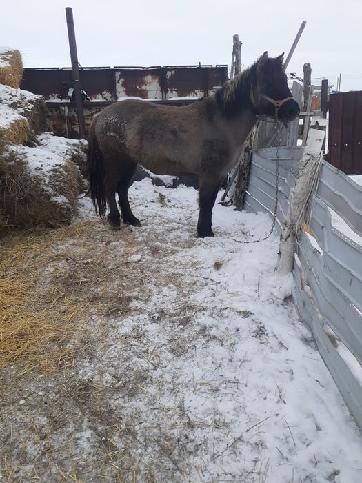 Продам бие. Стоит на откорме