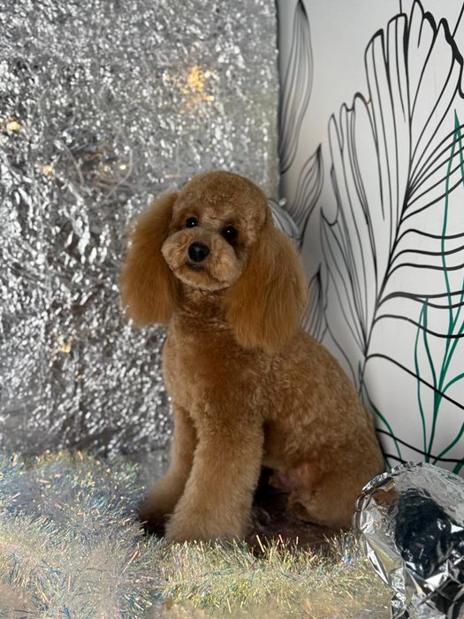 Собачка, той-пудель