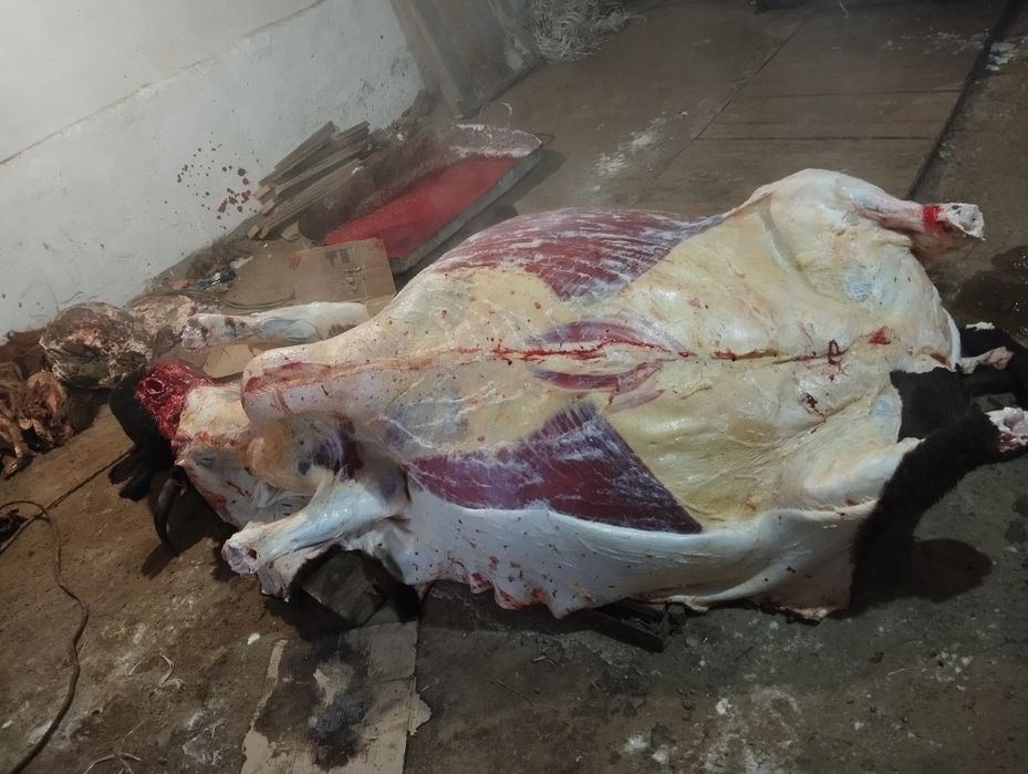 Мясо с Торғай:  Конина, Говядина.