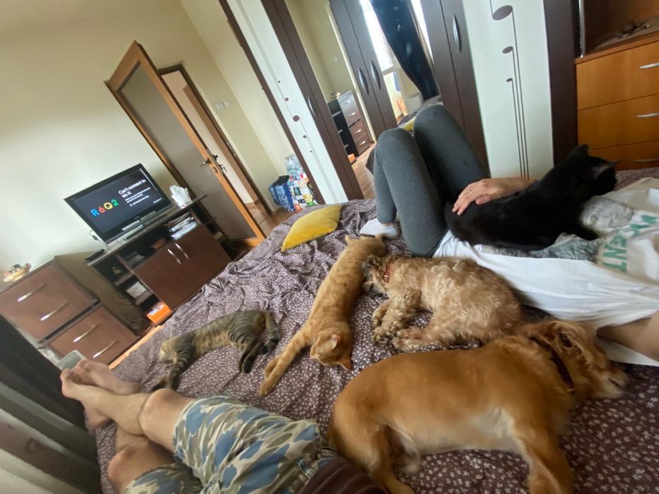 Pet sitter/ Cazare animale de companie (caini, pisici, pasari etc.)