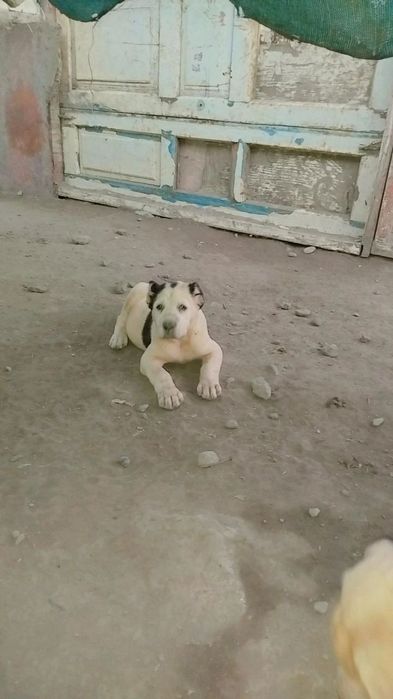 alabay bolalari sotiladi 40 kunlik