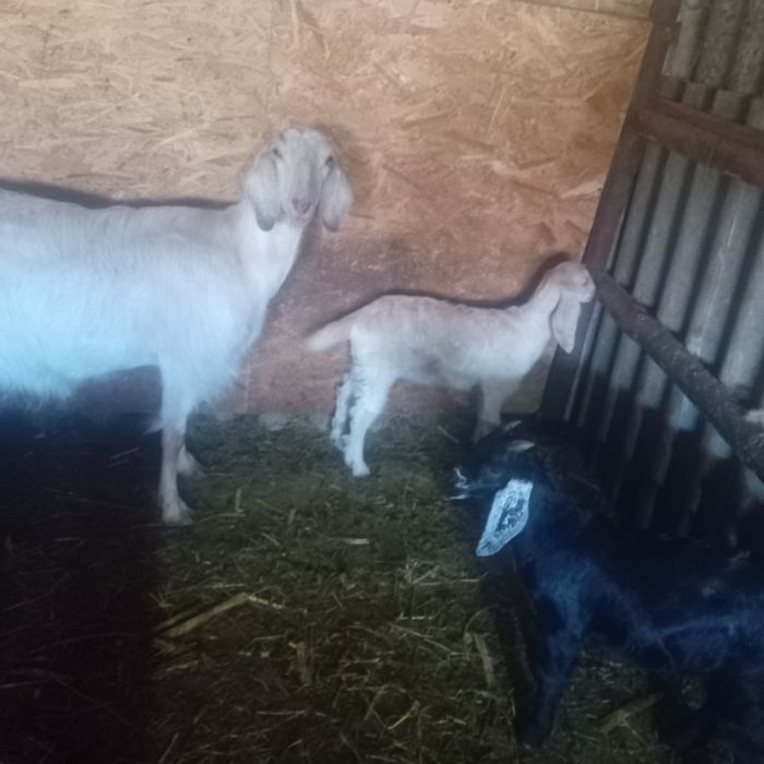 Ieduț de vânzare din capră foarte bună de lapte cel negru l