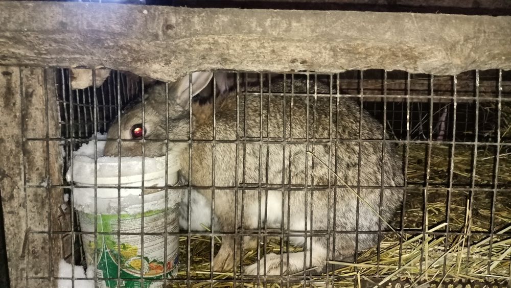 Продам кроликов разных возрастов.