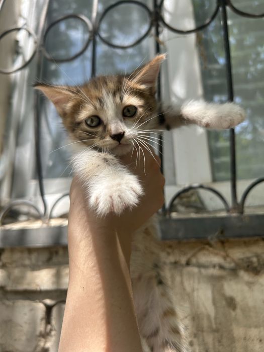 Маленькие котята