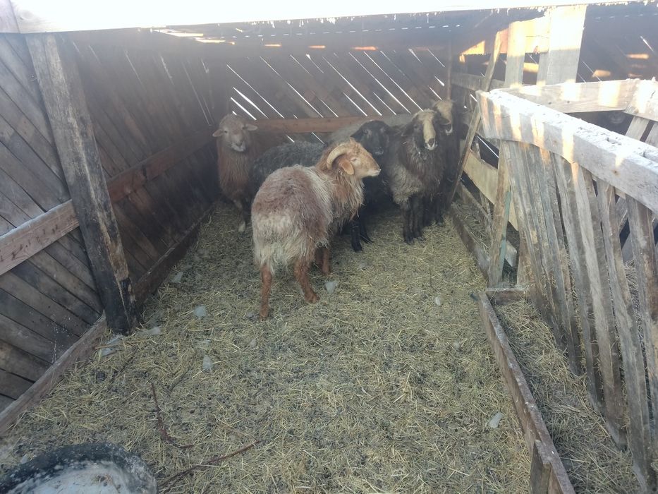 Продам  баранчиков