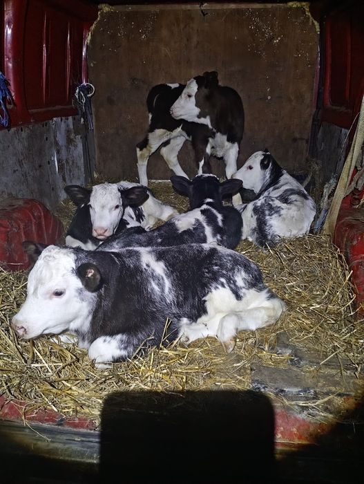 Vând vitei belgieni