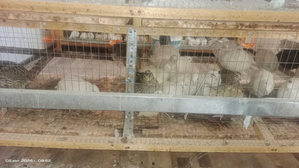 Bedanalar bor tuhumga kirvotganlari