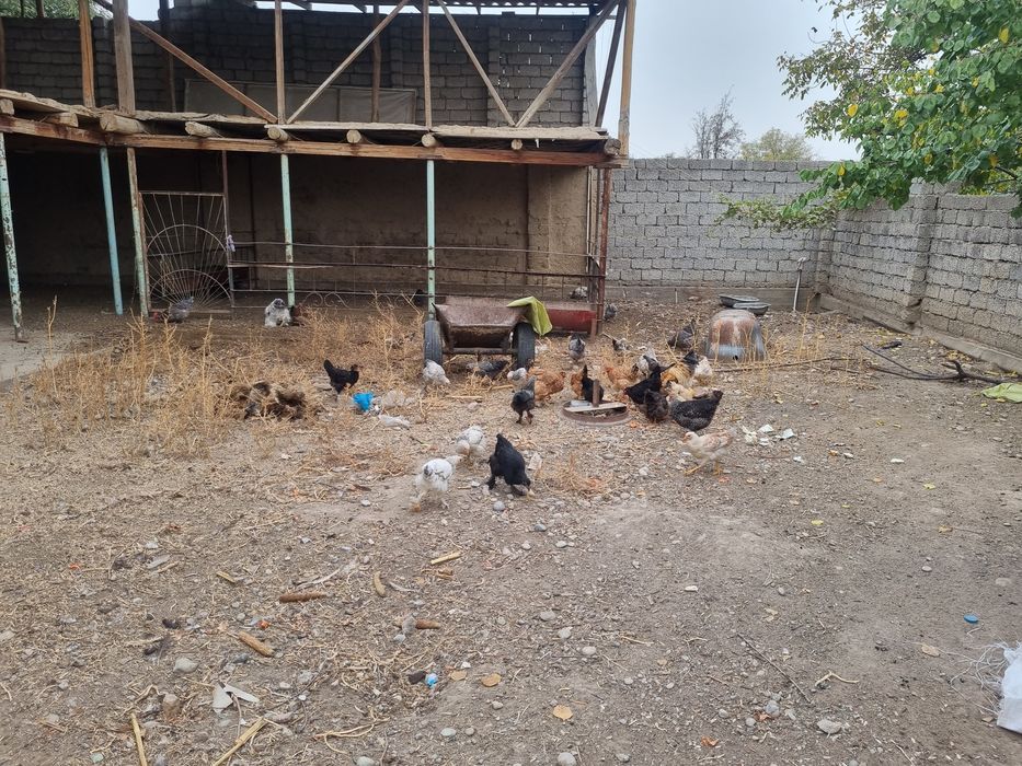 Хонодон товуқлари сотилади