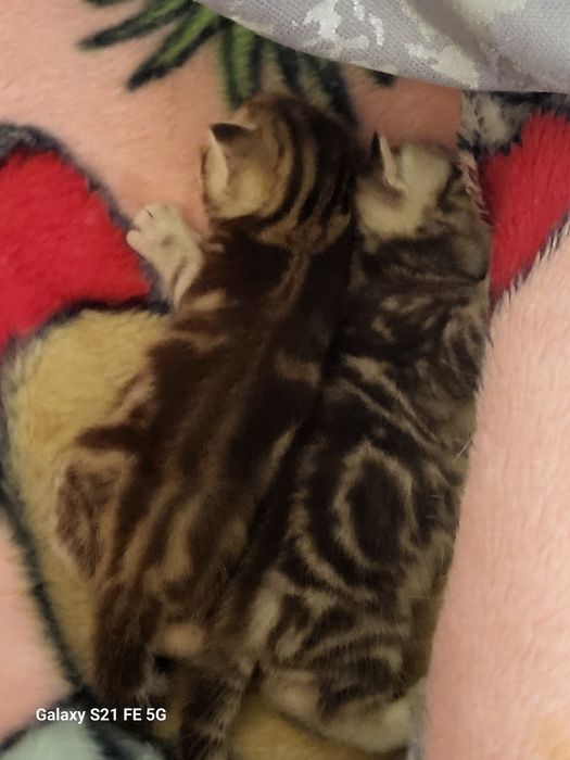 Продам шотландский котят.