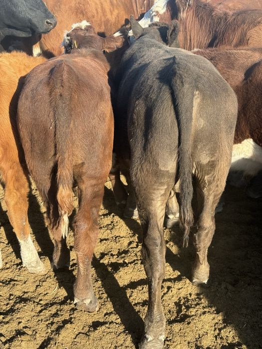 Продам подсос бычков