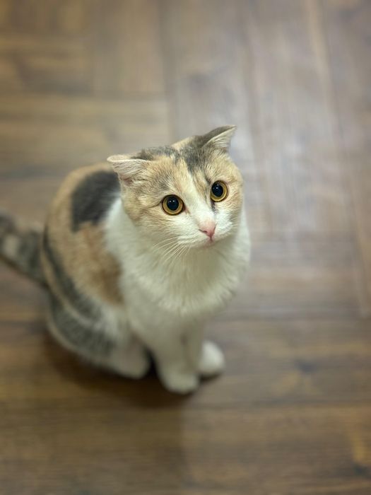 Кошке полтора года