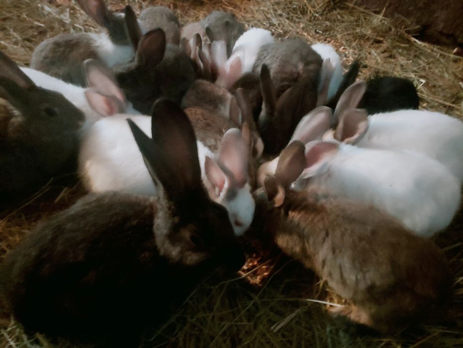 Vând iepuri Hicole .