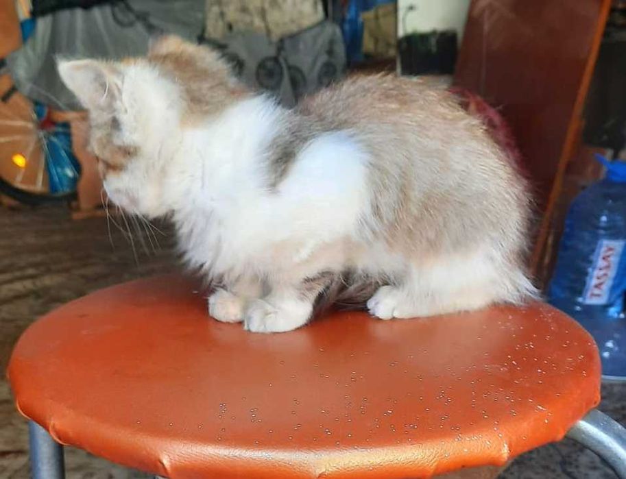Котенок в добрые руки