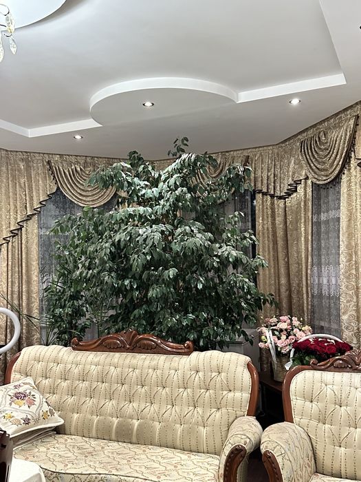 Фикус Бенджамин