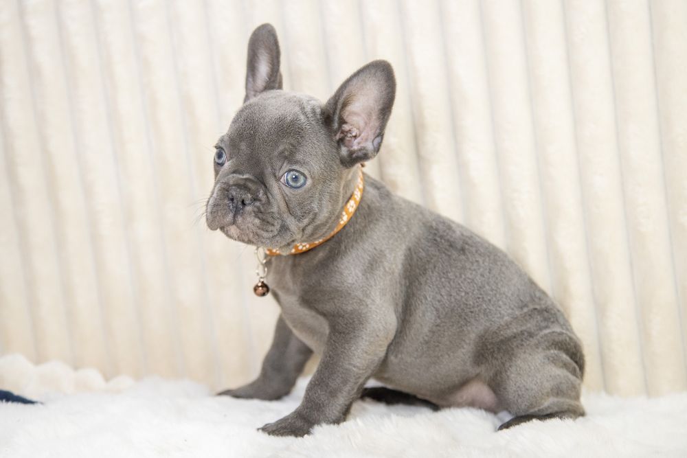 bulldog francez blue