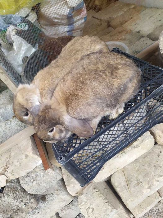 Карлик баран пара сотилади