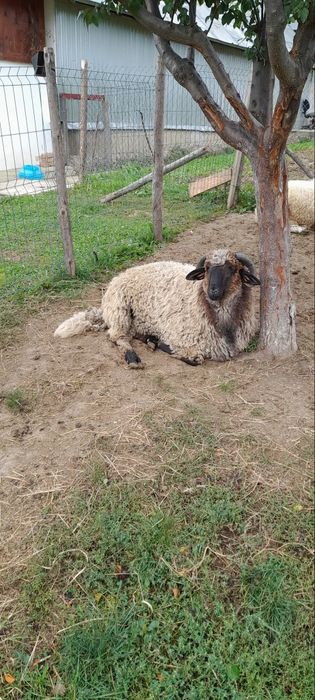 Berbec de vânzare