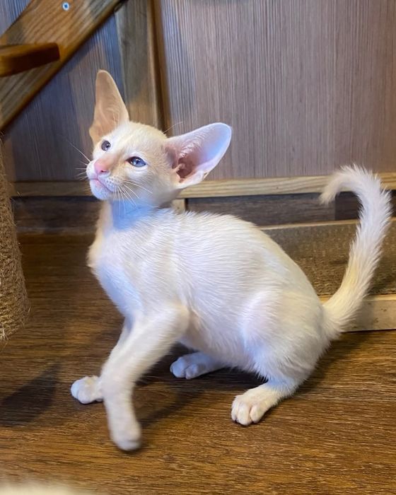 Ориентальные КОТЯТА