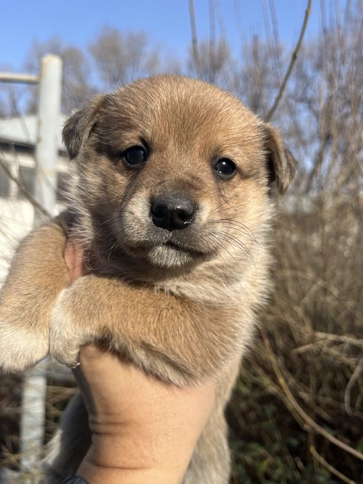 Щенки красивые и милые.