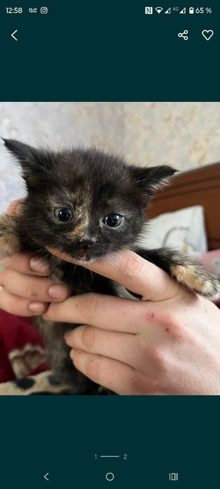 Кошечка в добрые руки