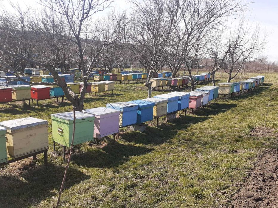 Vand familii de albine