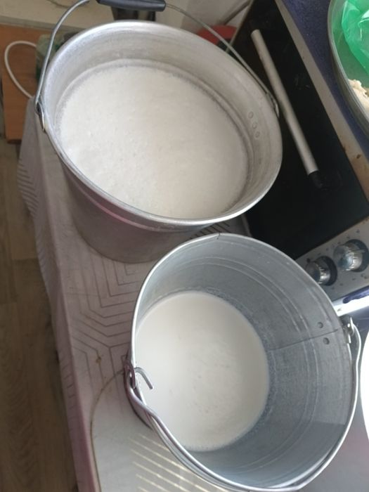 Сауынды сиырлар бар