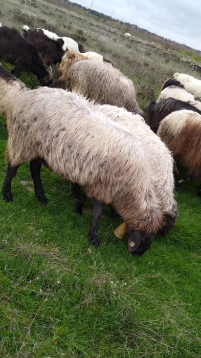 Vând oii bune sau schimb pe capre