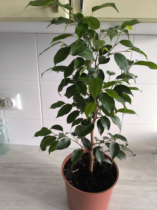 Фикус Бенджаминова