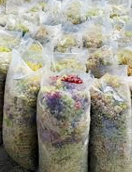 Struguri nohan alb De Vânzare