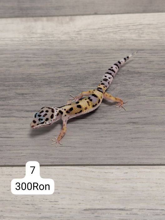 Soparla Gecko Leopard