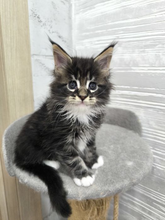 Продам котят Мейкун