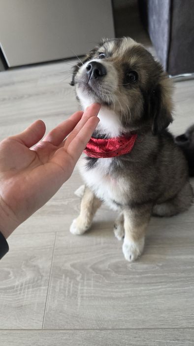 Donez catel de 2 luni, mascul in iasi
