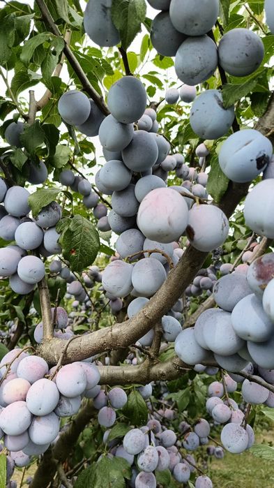 Vând prune 100% naturale