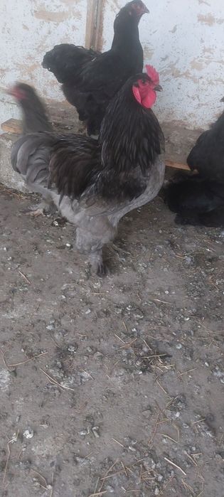 Vând găini  brahma