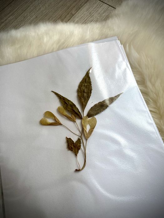 Ierbar biologie botanica