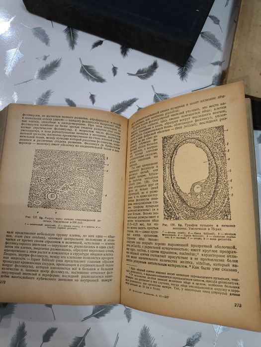 Антикварная книга анатомия человека