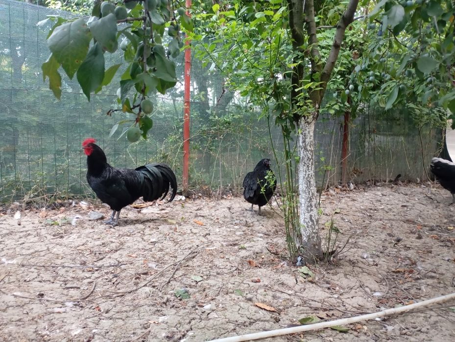 Cocosi de vânzare