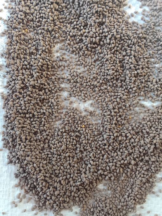 Семена клевера италянский сорт ДЖЕА