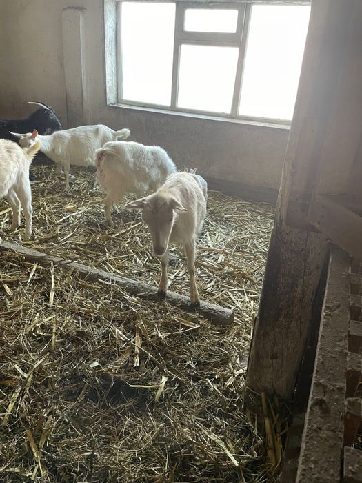 Vand 5 capre, 4 sanen si una carpatina